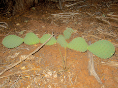 Opuntia aurea