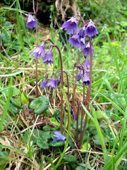 Soldanella