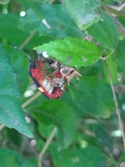 Dysdercus albofasciatus