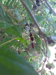 Dysdercus albofasciatus