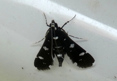 Bocchoris
