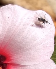 Phthiriinae