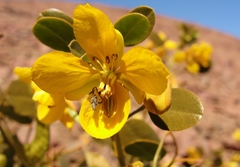 Senna brongniartii