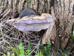 Phellinus populicola