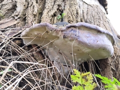 Phellinus populicola