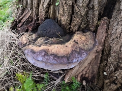 Phellinus populicola