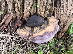 Phellinus populicola