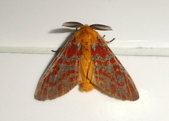 Mpanjaka gentilis