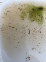 Branchinecta sandiegonensis