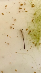 Branchinecta sandiegonensis