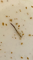 Branchinecta sandiegonensis