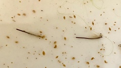 Branchinecta sandiegonensis