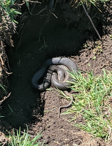 Highlands Copperhead sighting