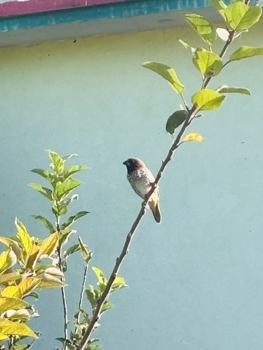 Scaly-breasted Munia