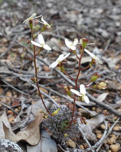 White Butterfly Triggerplant (Stylidium hispidum)