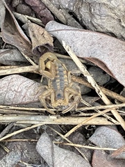 Centruroides exilicauda