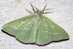 Thetidia smaragdaria