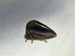 Stictopelta marmorata