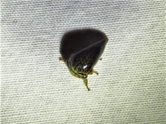 Stictopelta marmorata