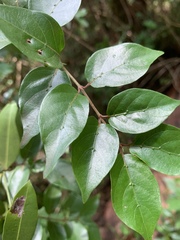 Cephalanthus natalensis