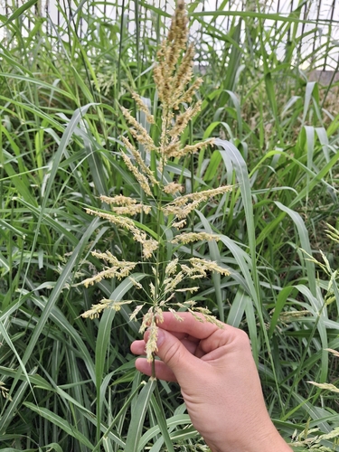Sorghum × almum iNat (2)