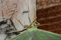 Thetidia smaragdaria