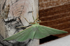 Thetidia smaragdaria