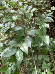 Cephalanthus natalensis