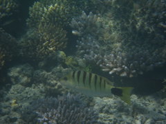 Lutjanus semicinctus