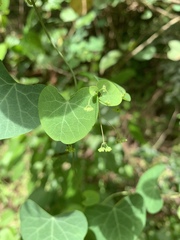 Cissampelos torulosa
