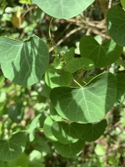 Cissampelos torulosa