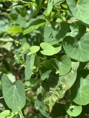 Cissampelos torulosa