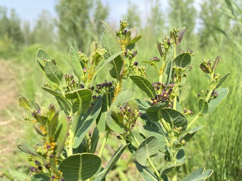Vincetoxicum amplexicaule iNat (1)