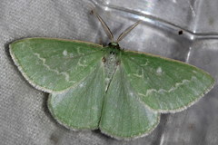 Thetidia smaragdaria