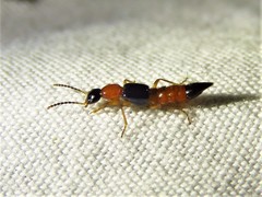 Paederus littorarius