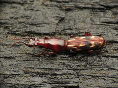 Arrhenodes minutus