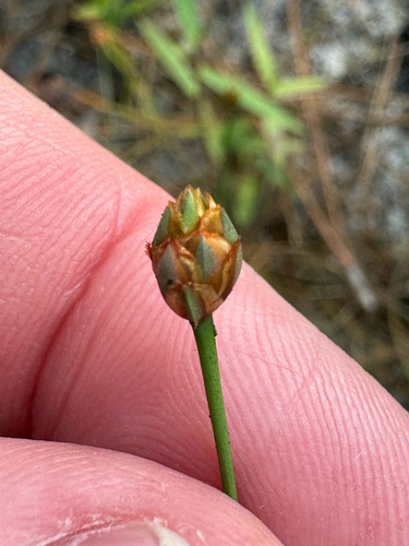 shortleaf yellow-eyed grass (Xyris brevifolia)