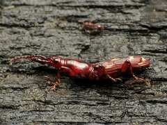 Arrhenodes minutus