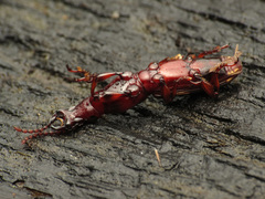 Arrhenodes minutus