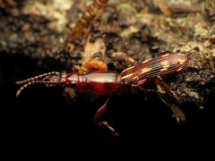Arrhenodes minutus
