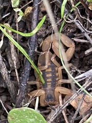 Centruroides exilicauda