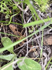 Centruroides exilicauda