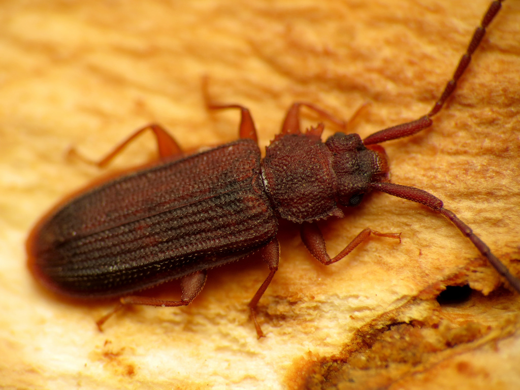Uleiota dubius