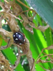 Chinavia erythrocnemis