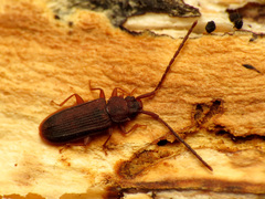 Uleiota dubia