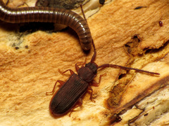 Uleiota dubia