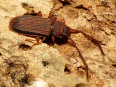 Uleiota dubia