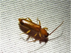 Smodicum cucujiforme