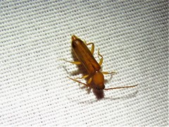 Smodicum cucujiforme