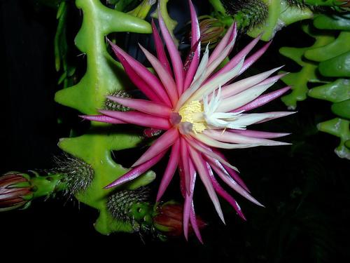 Selenicereus anthonyanus